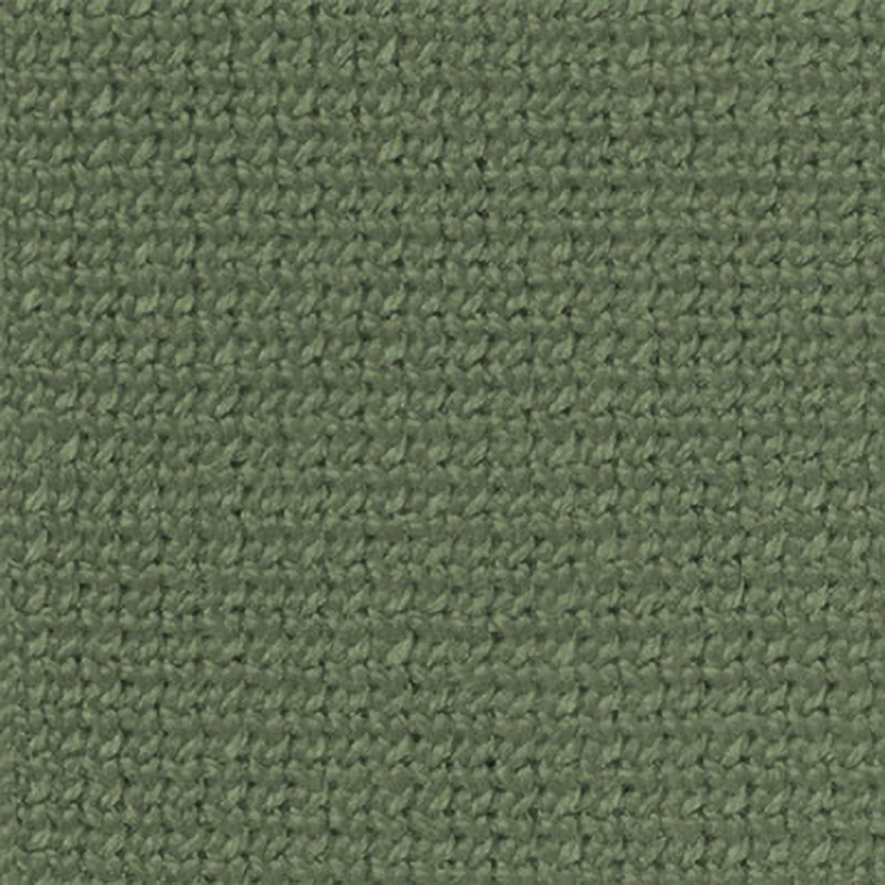 Fern