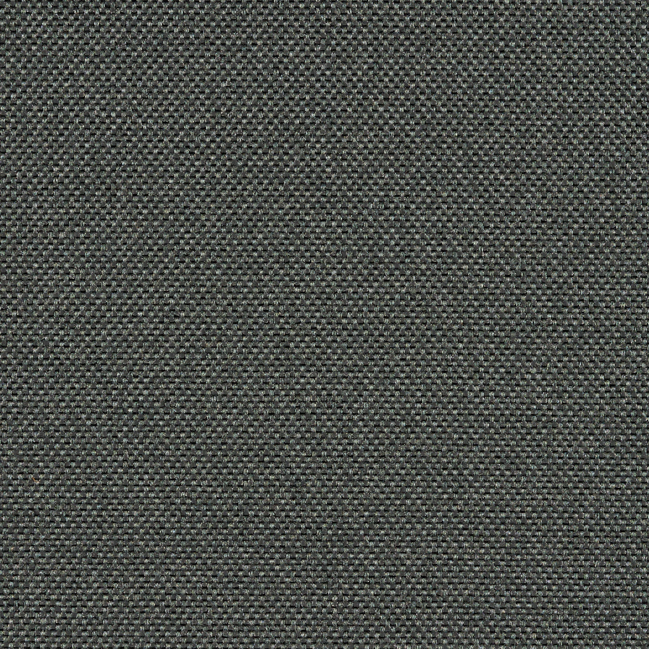 Seed