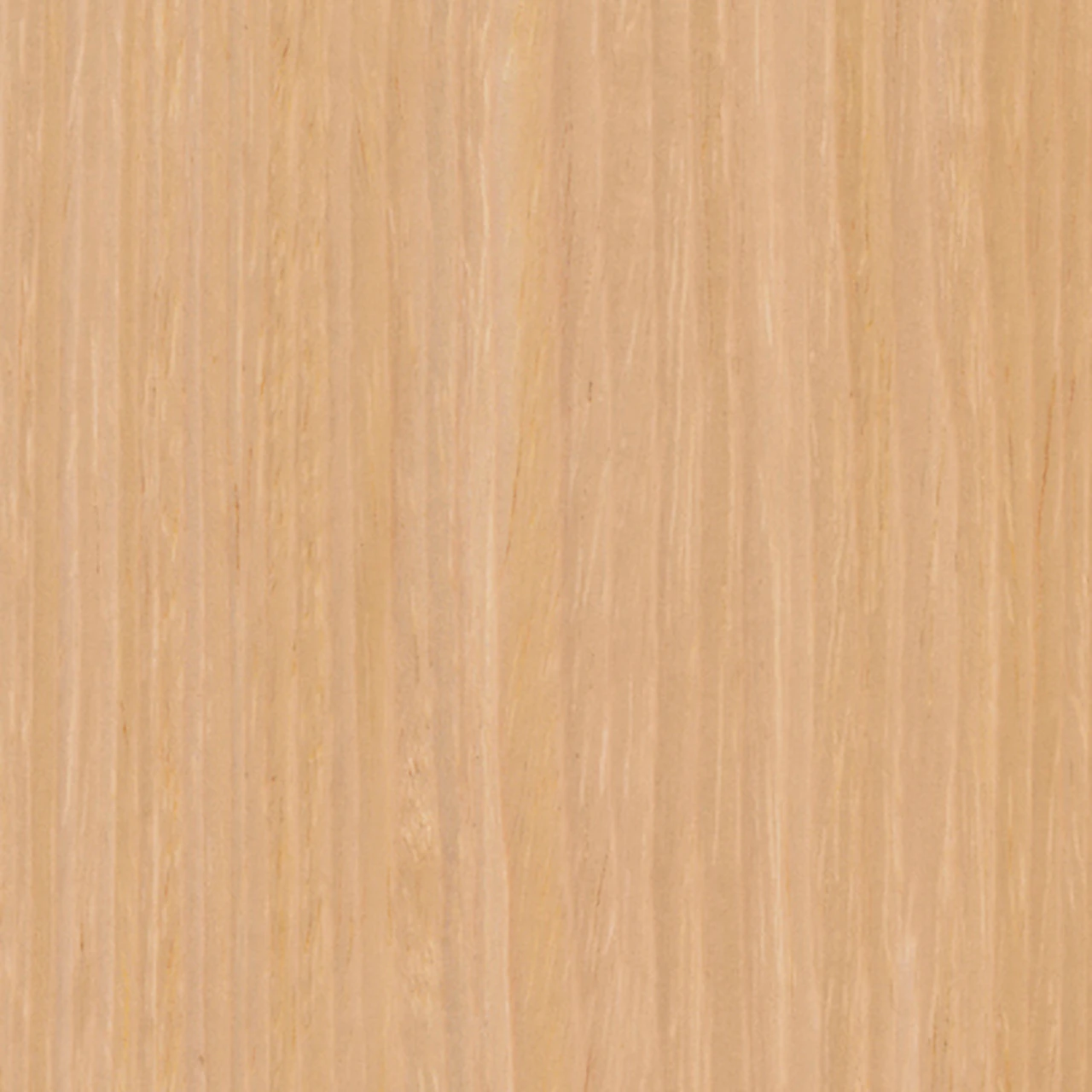 Blond Maple (V1)