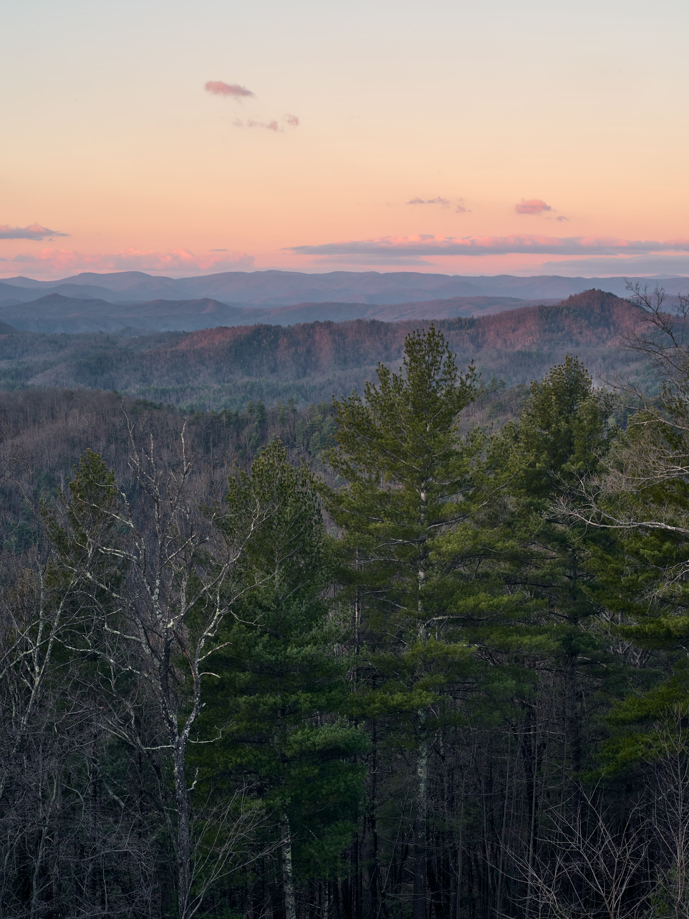 View of pine trees and mountains outside the Geiger facility