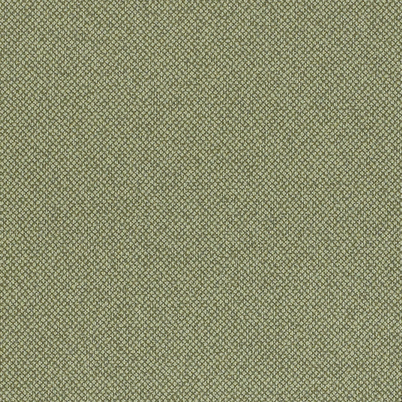 Lichen