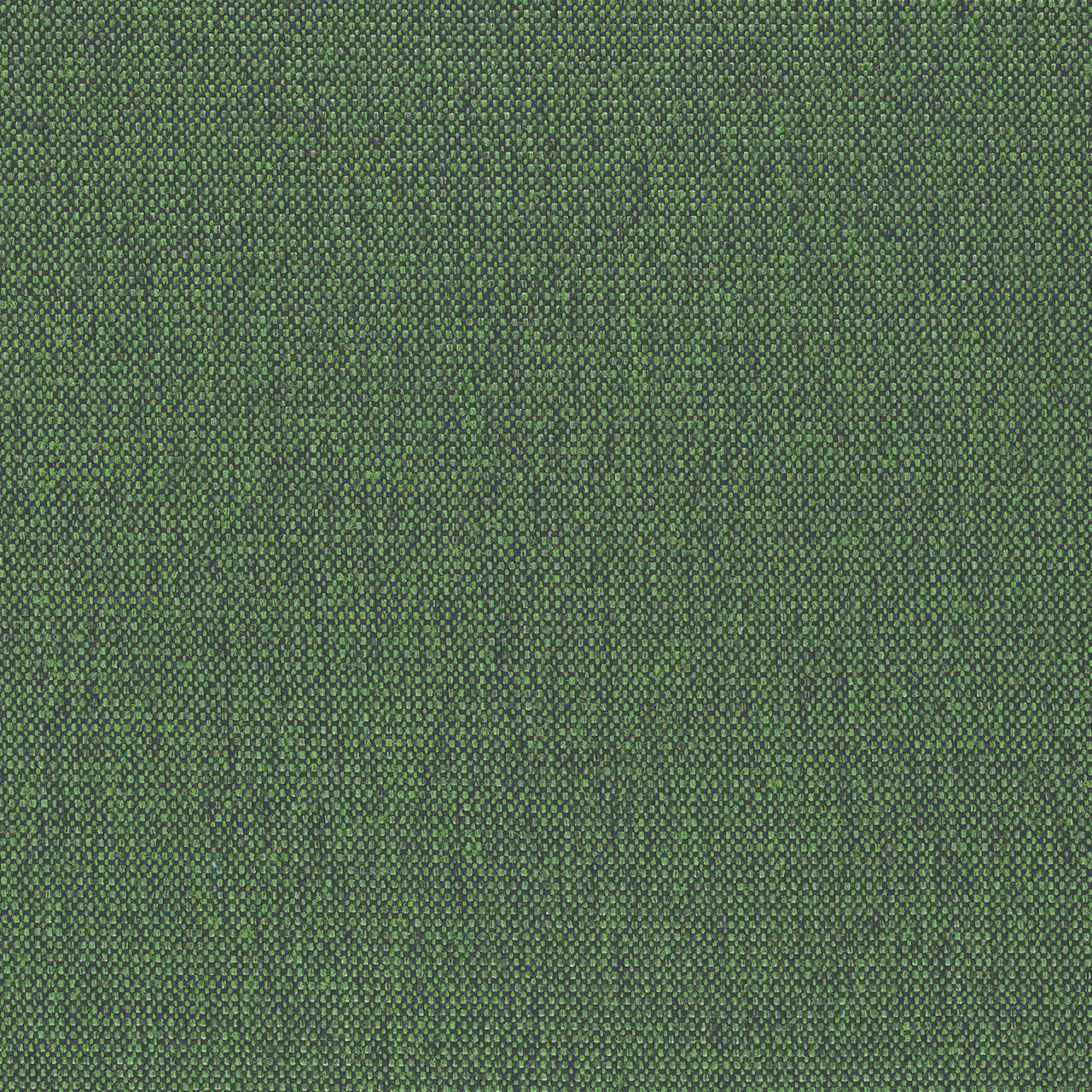 Fern