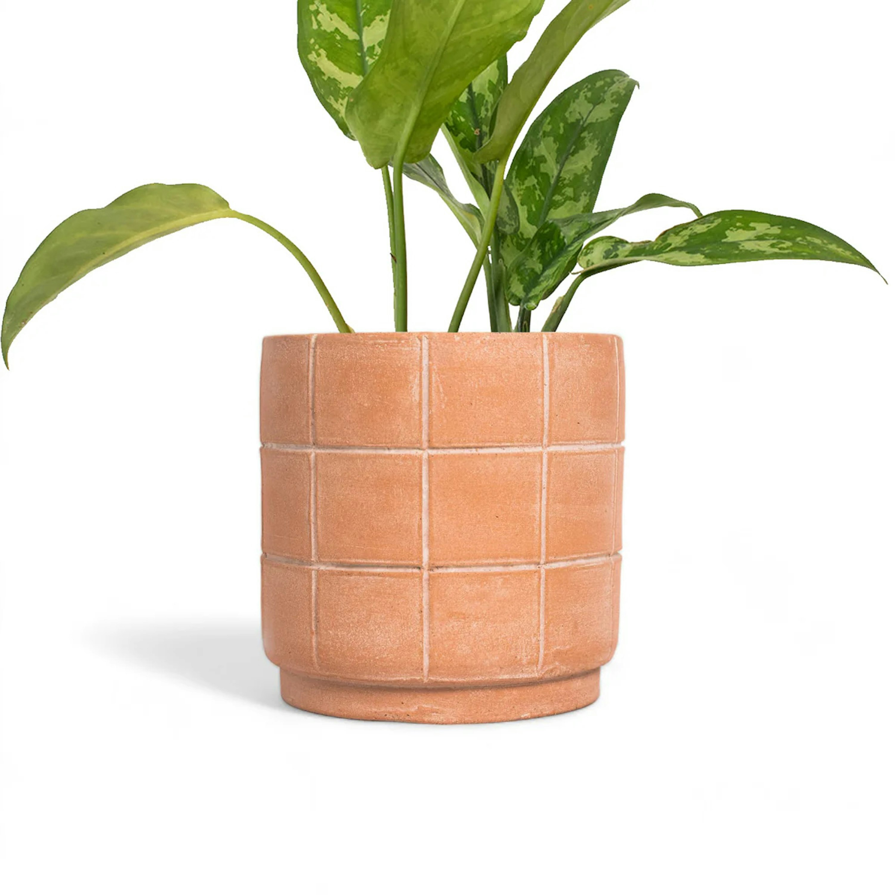 Grid Planter