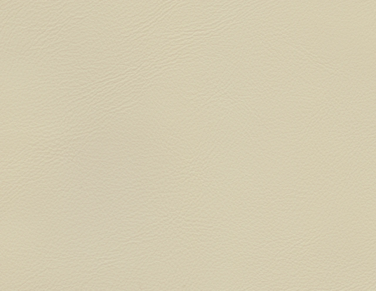 Trumpeter Swan