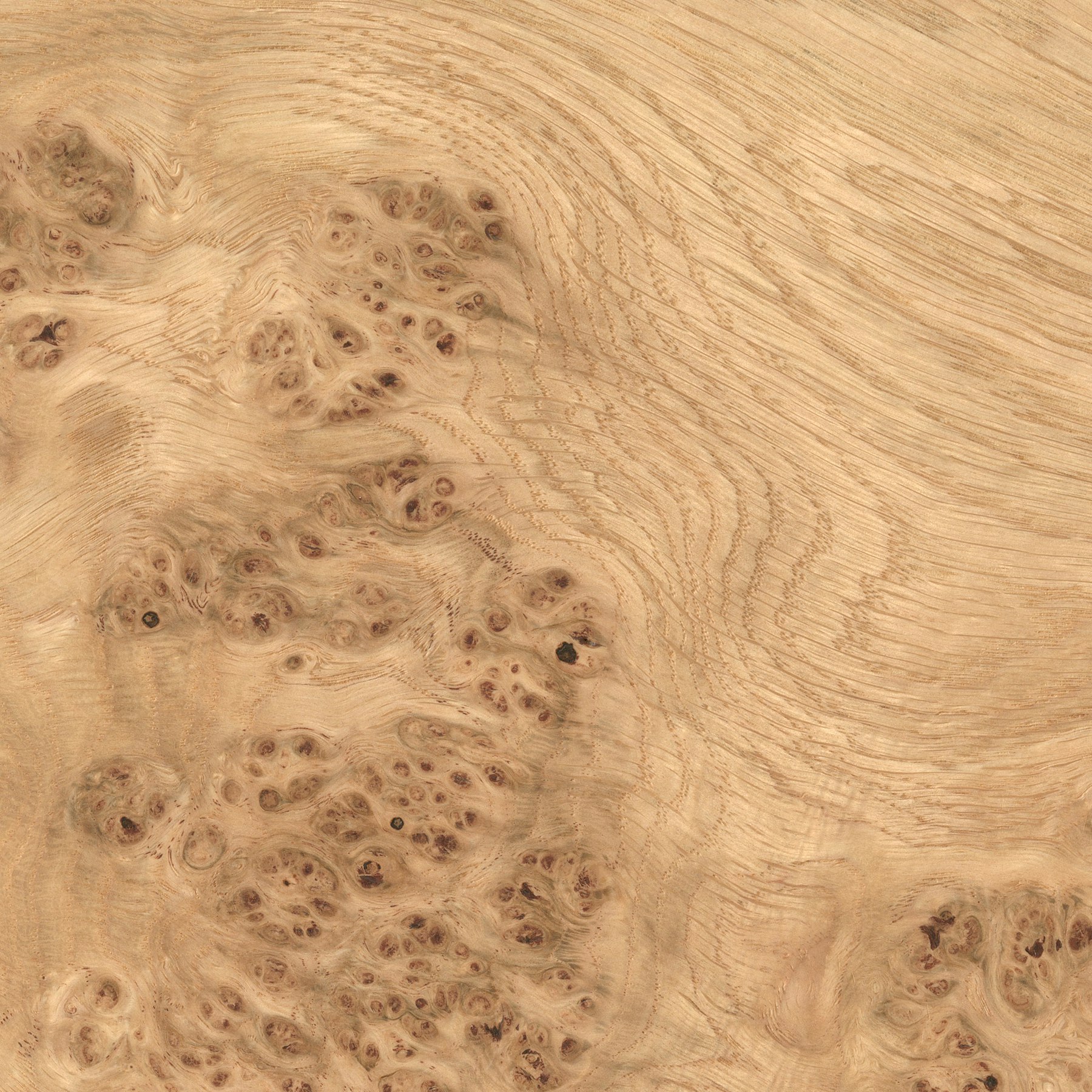 Burled Veneer White Oak Burl