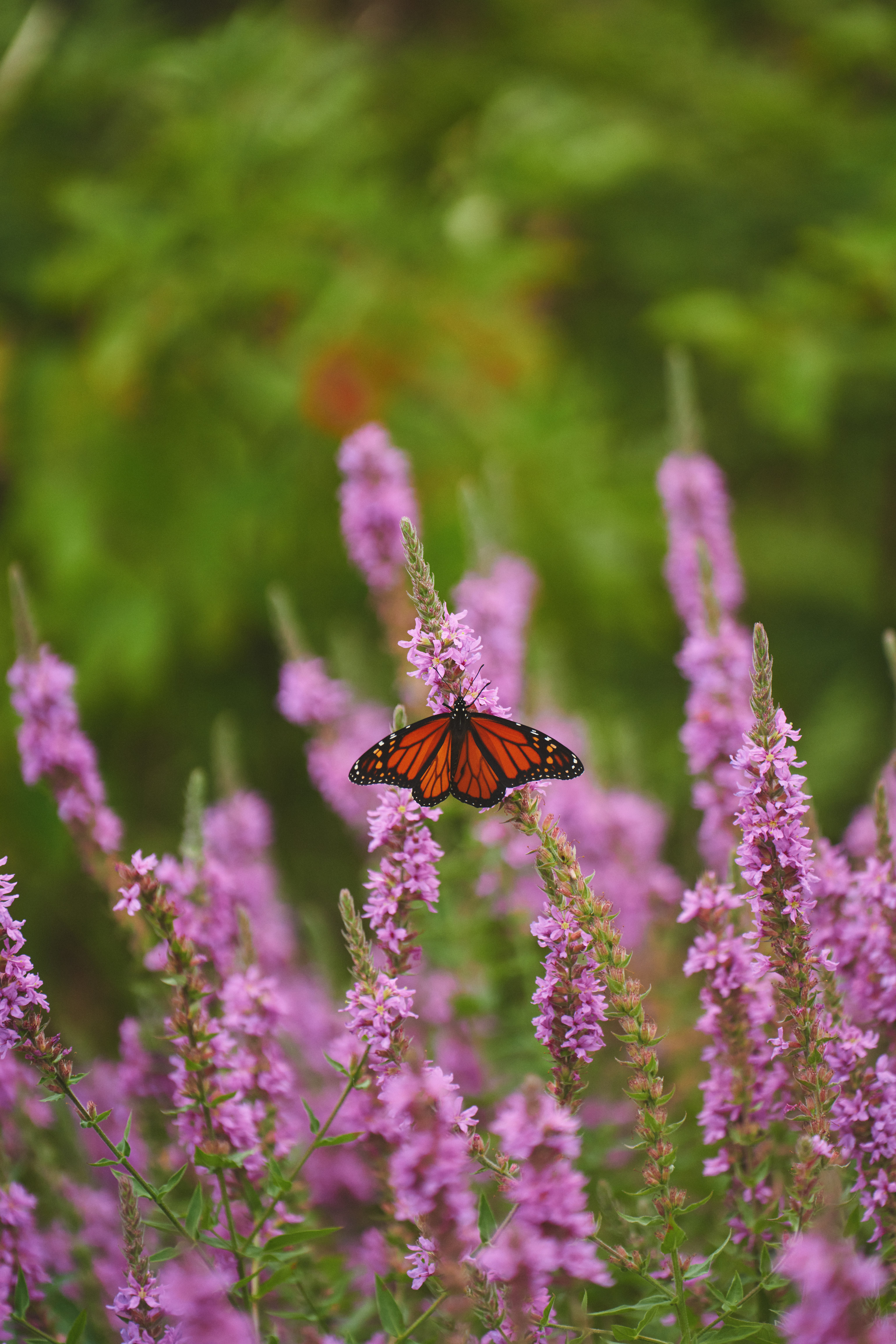 A monarch butterfly perched on a Purple Loosestrife plant.