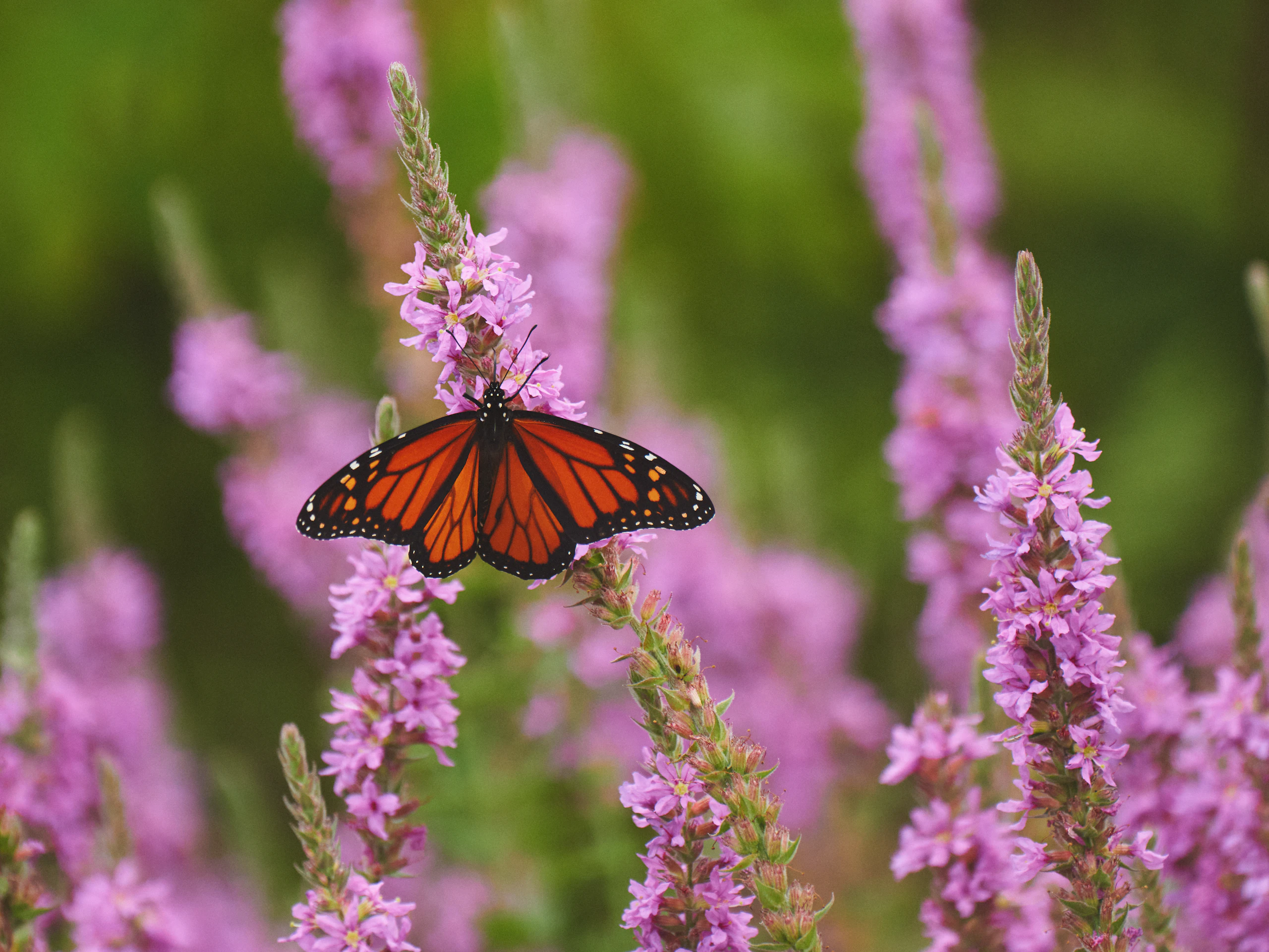 A monarch butterfly perched on a Purple Loosestrife plant.