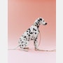 Dog Leash, Braided