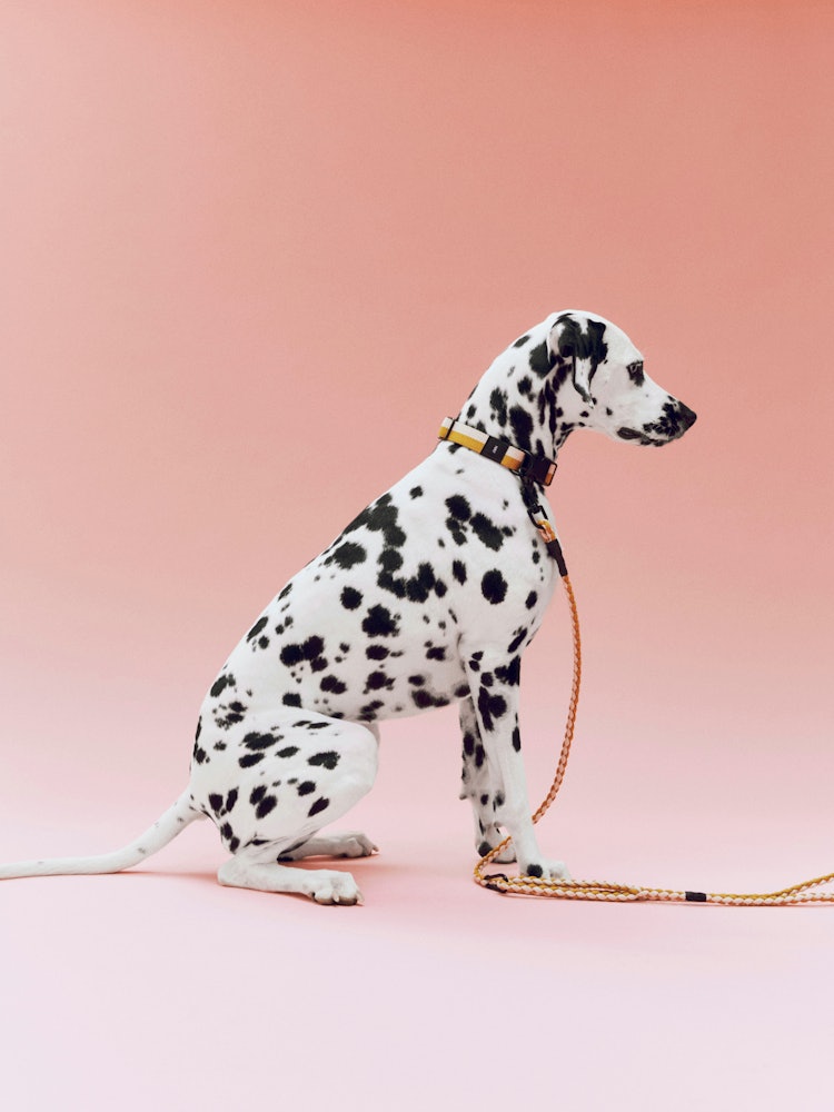 Dog Leash, Braided