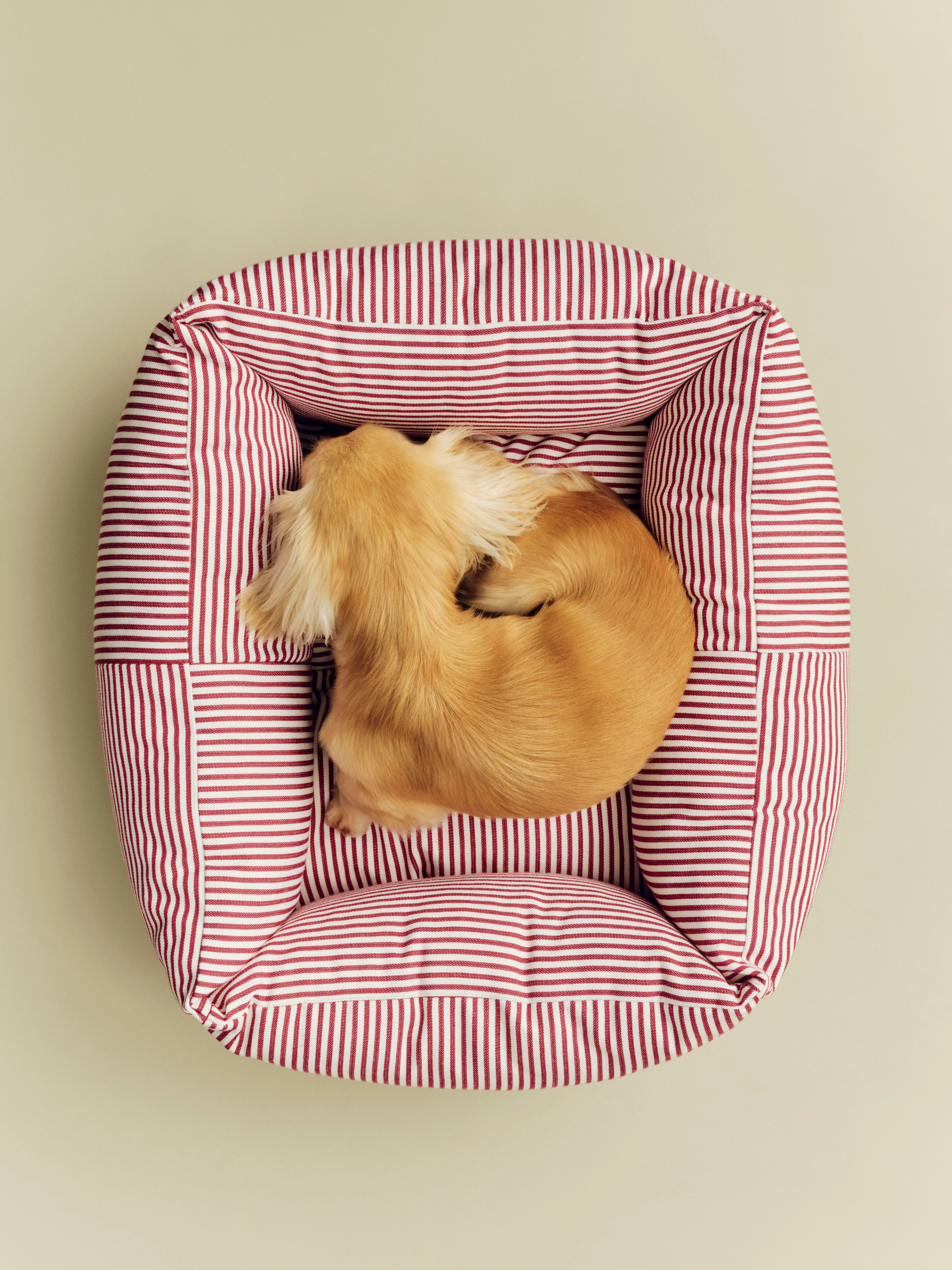 Dog Bed