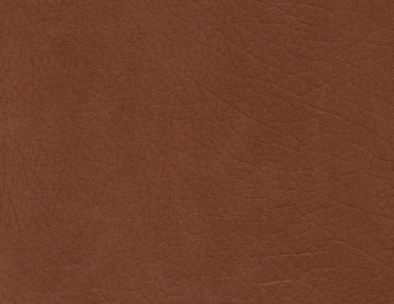 Arabica