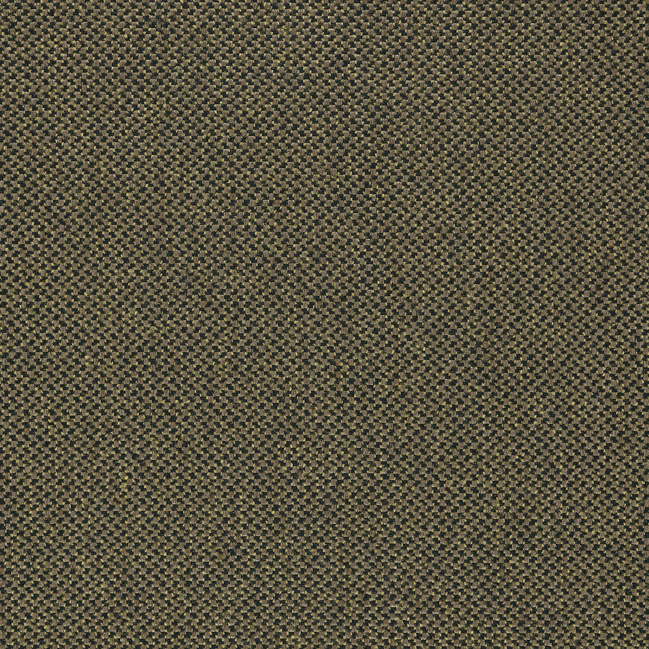 Golden Olive