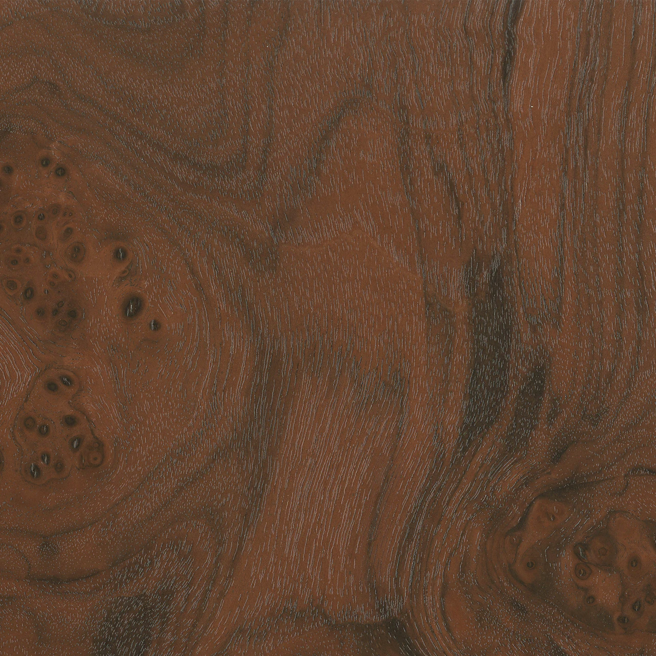 Walnut Burl