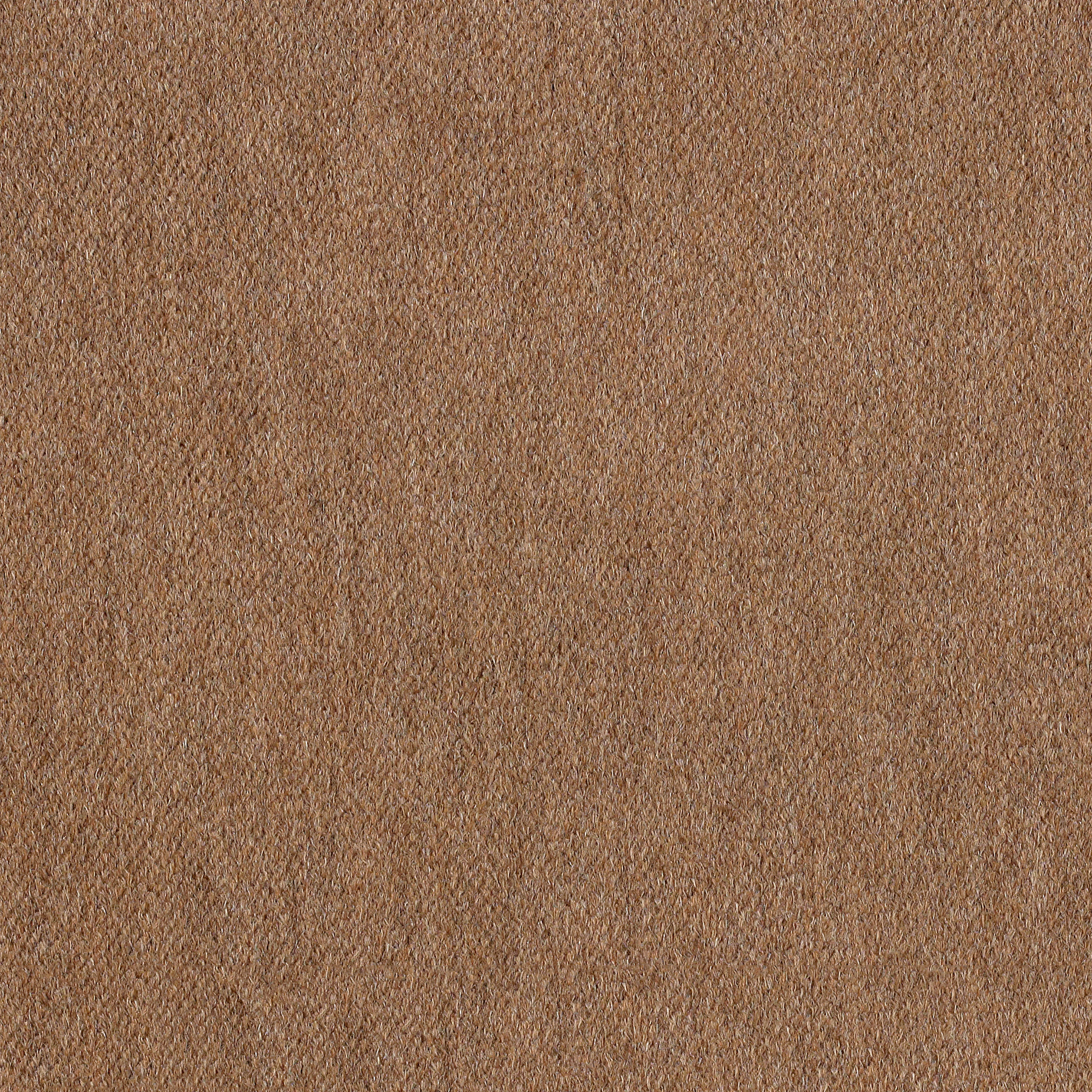Vicuna