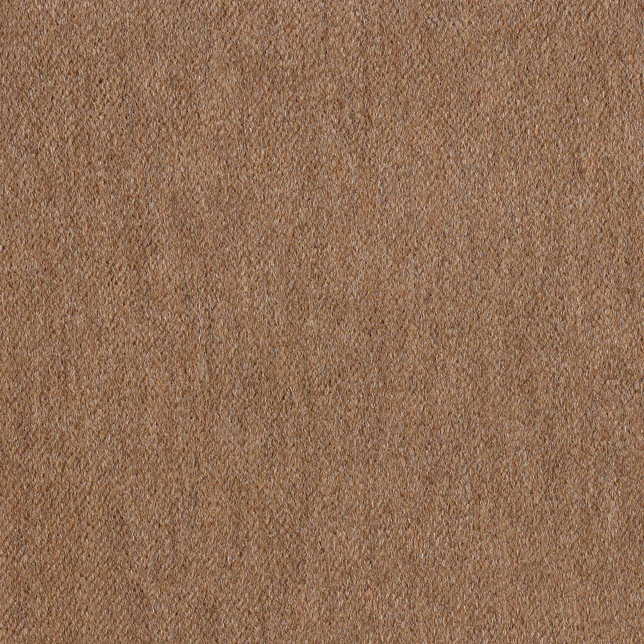Vicuna