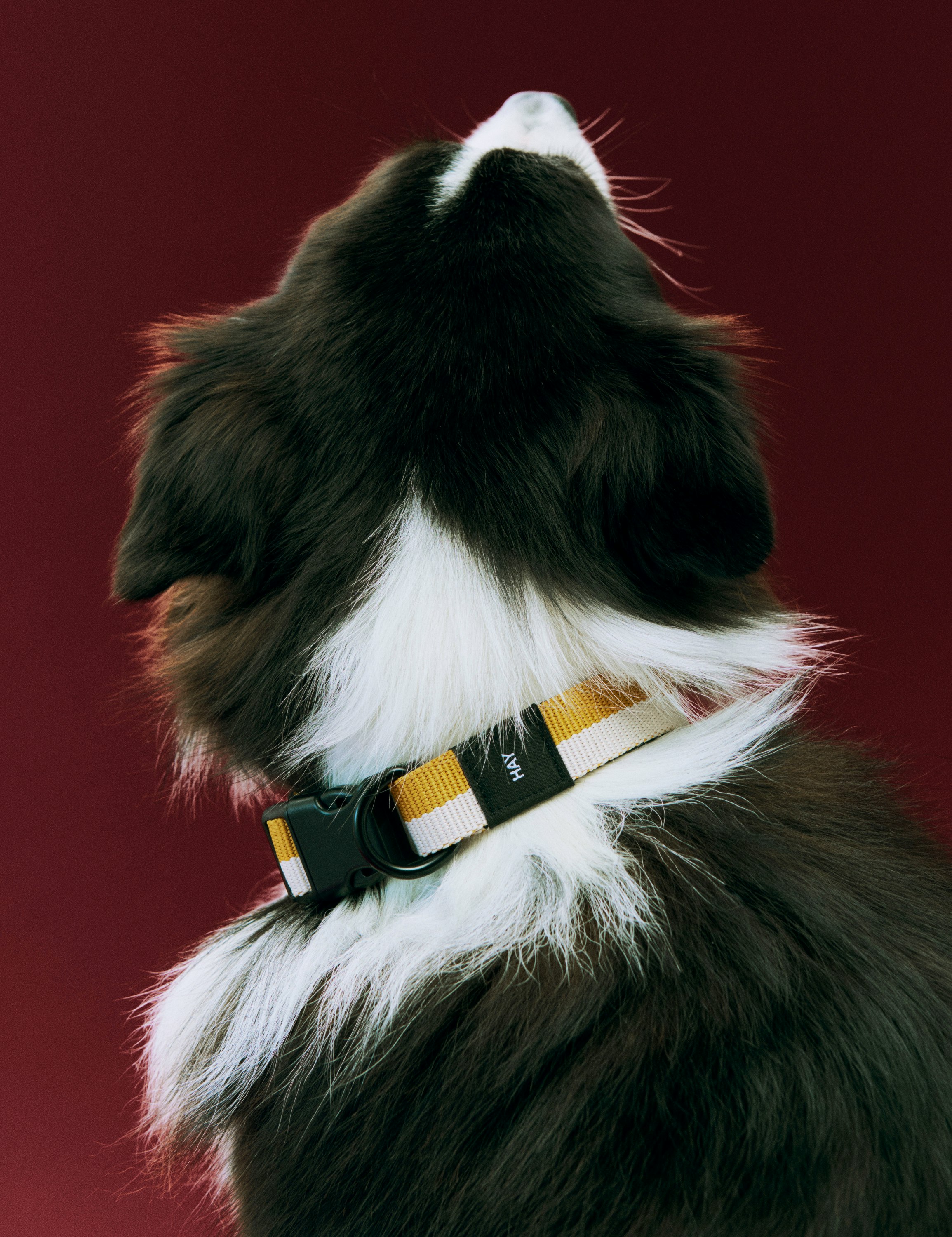 Dog Collar