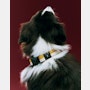 Dog Collar