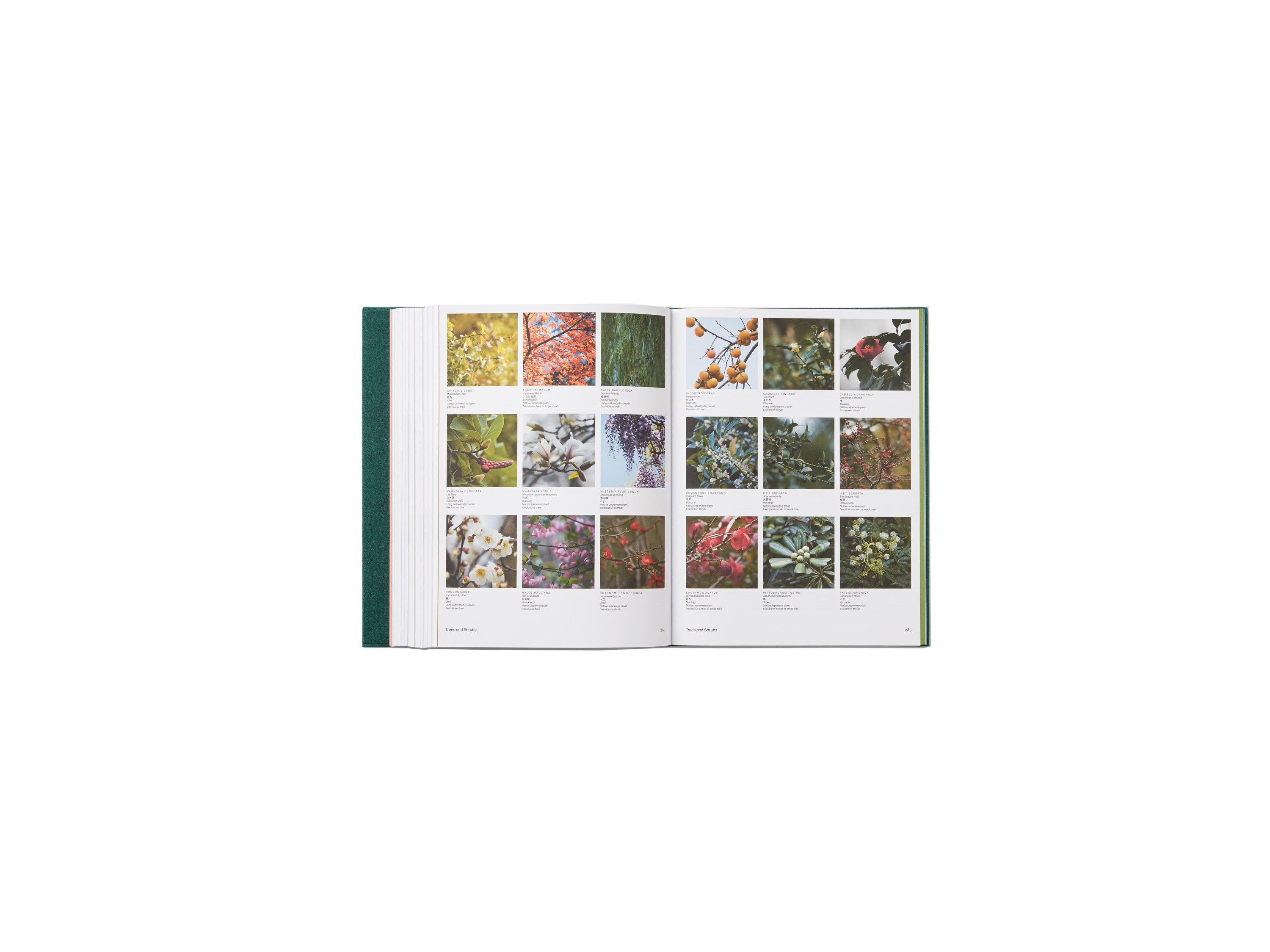 Japanese Garden - Hardcover