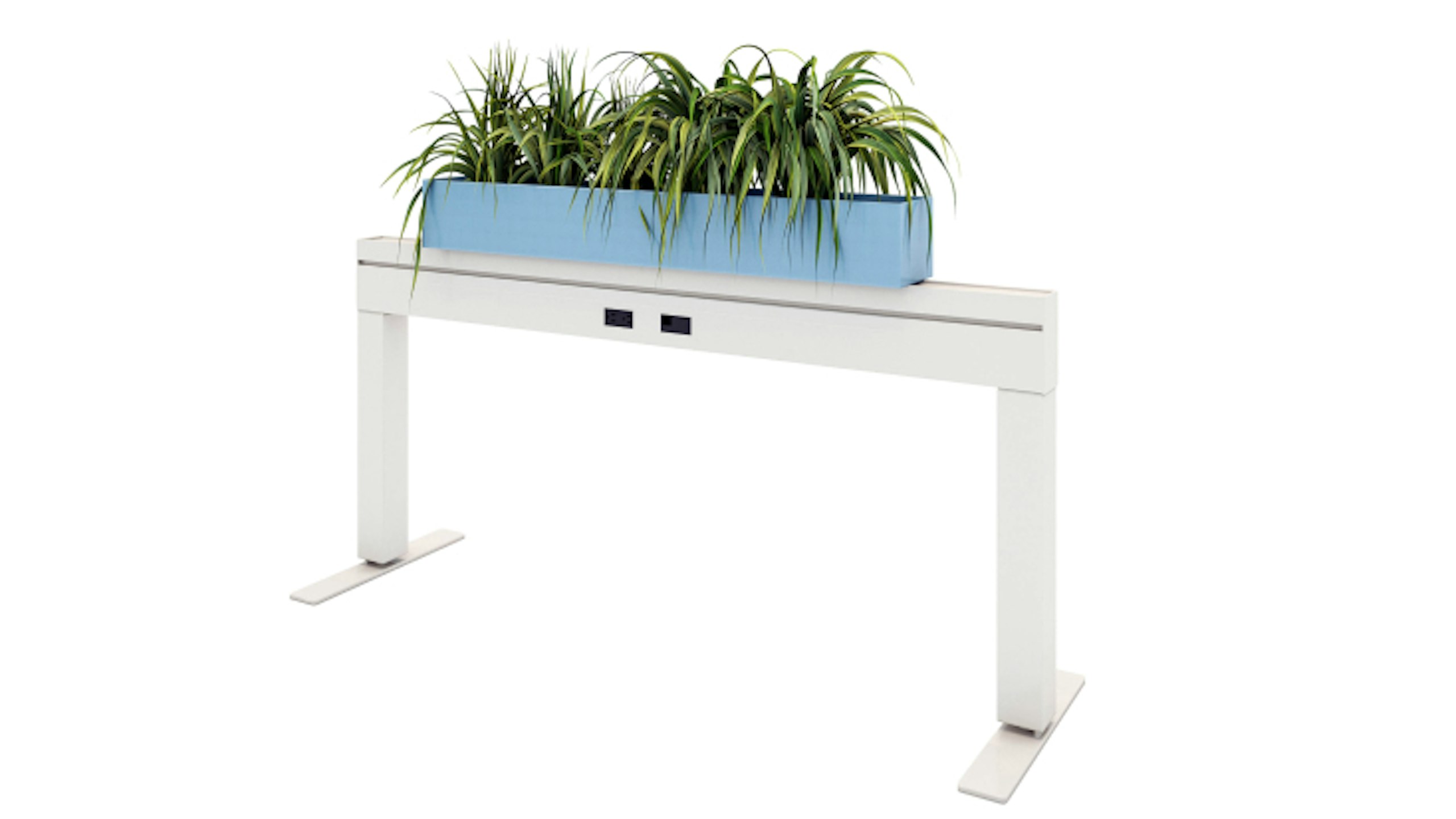 White Antenna Power Beam by Knoll with green foliage in a blue planter.