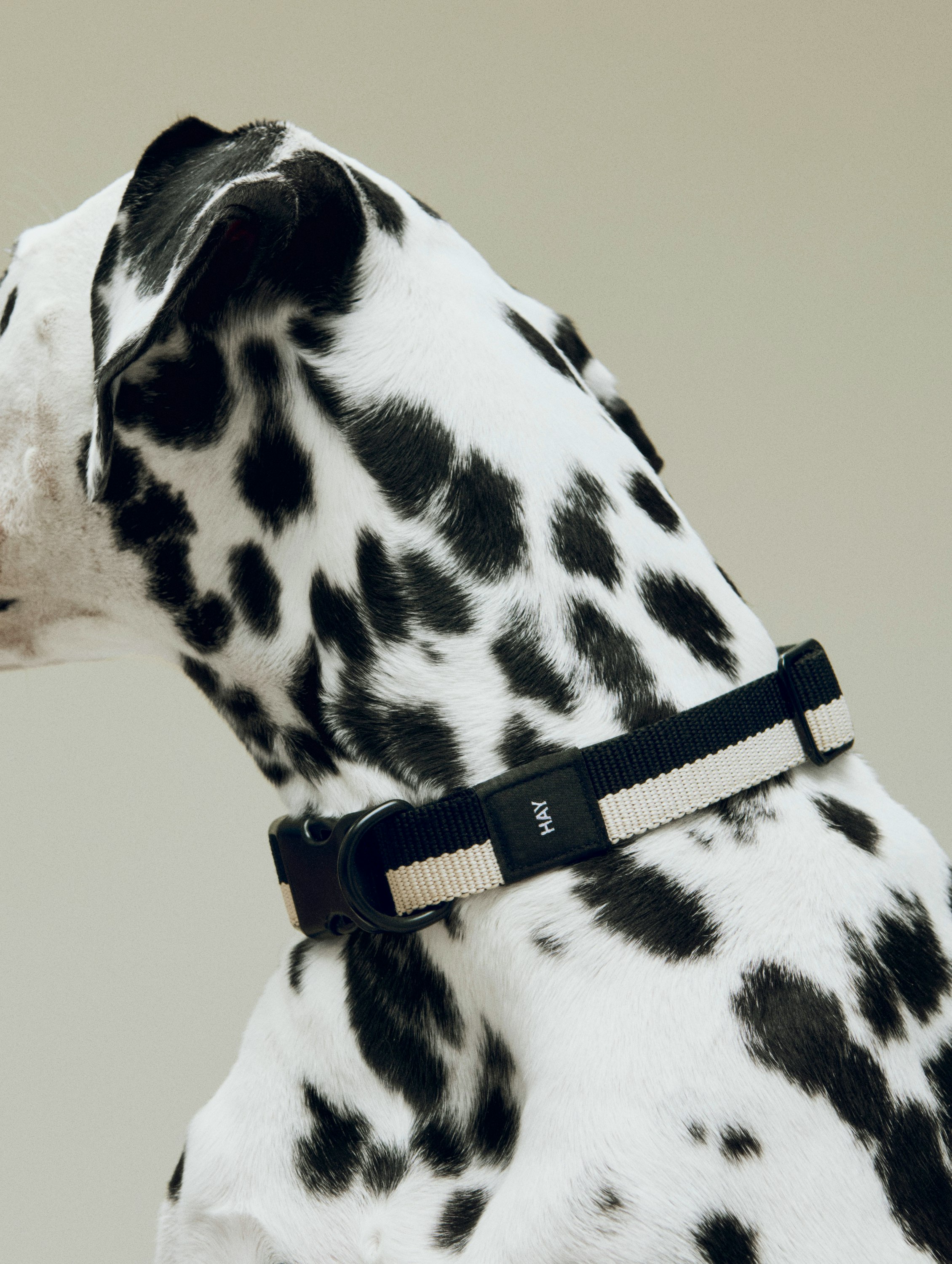 Dog Collar
