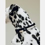 Dog Collar