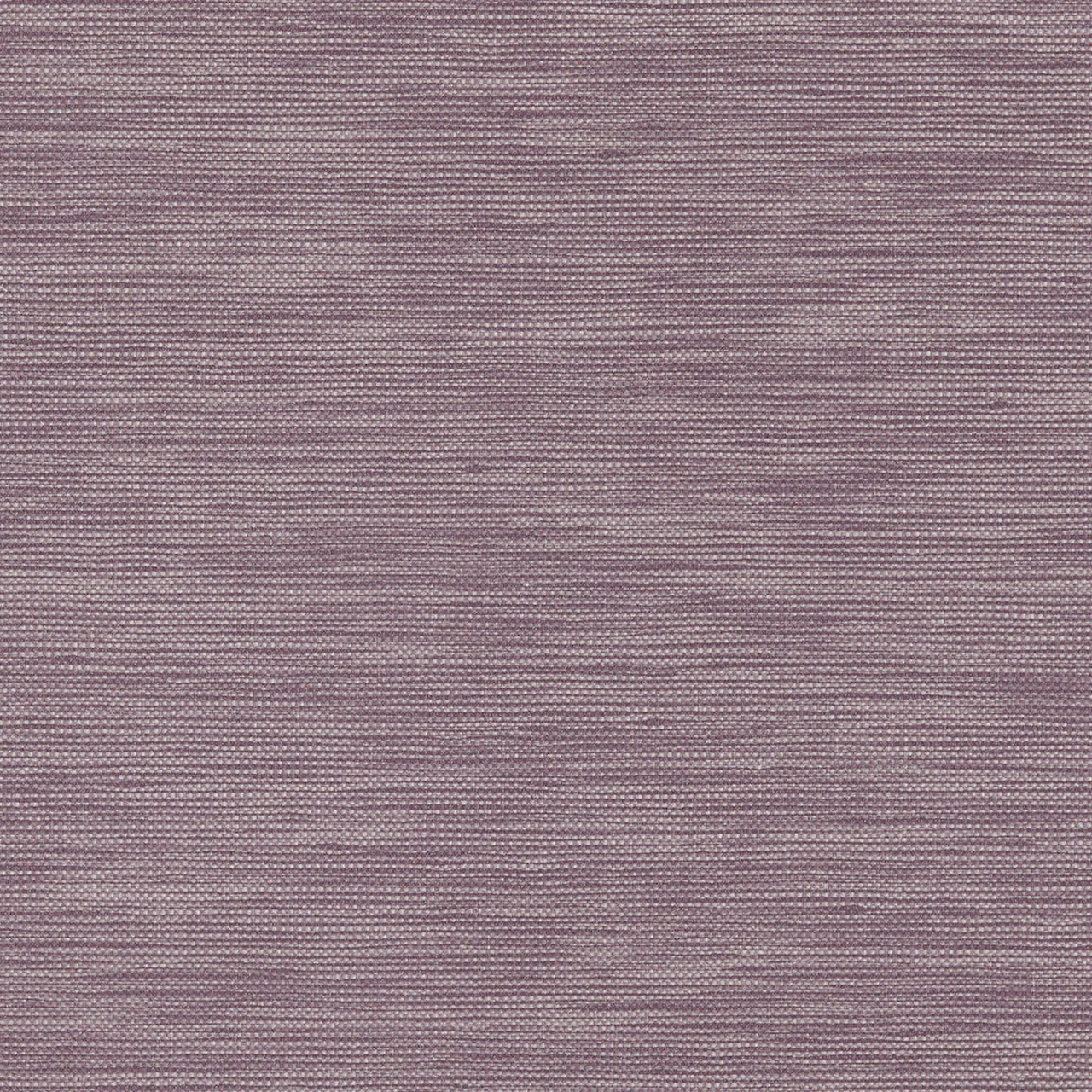 Allium