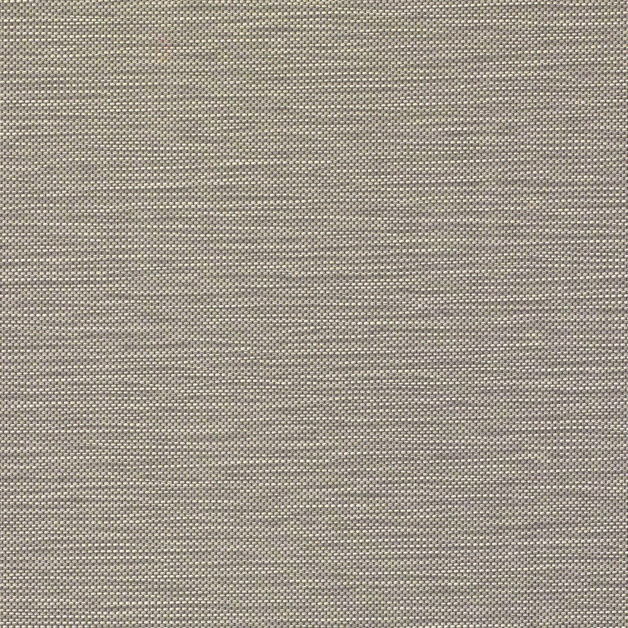 Salvia