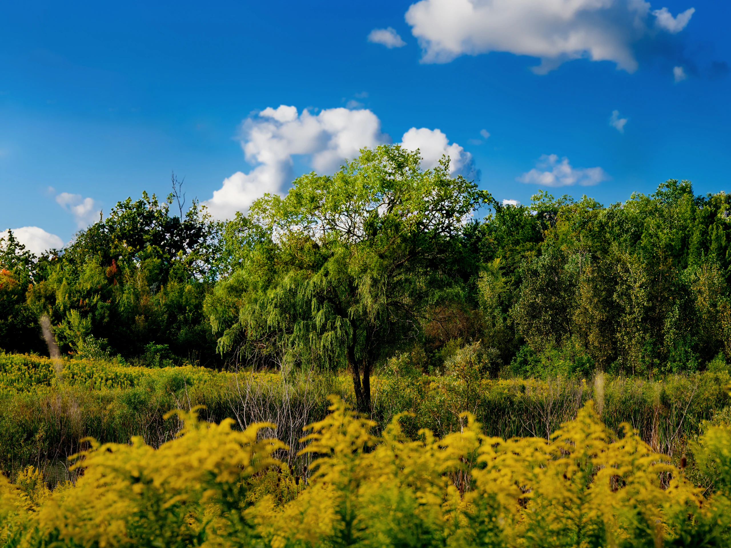 A field of yellow and green foliage with a tall tree in the middle and a row of trees in the background