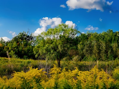 A field of yellow and green foliage with a tall tree in the middle and a row of trees in the background