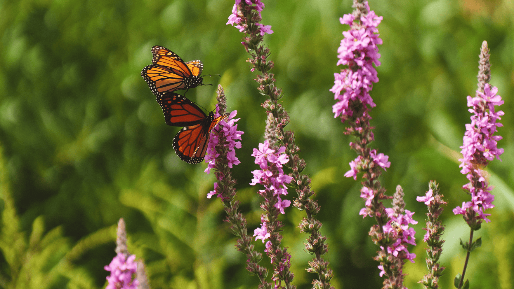 Two orange butterflies landing on pink flowers in a field of green foliage.