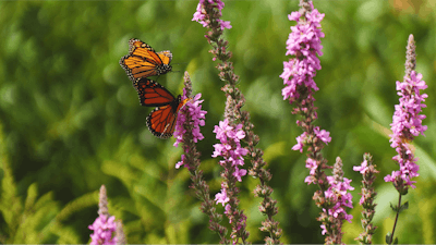 Two orange butterflies landing on pink flowers in a field of green foliage.