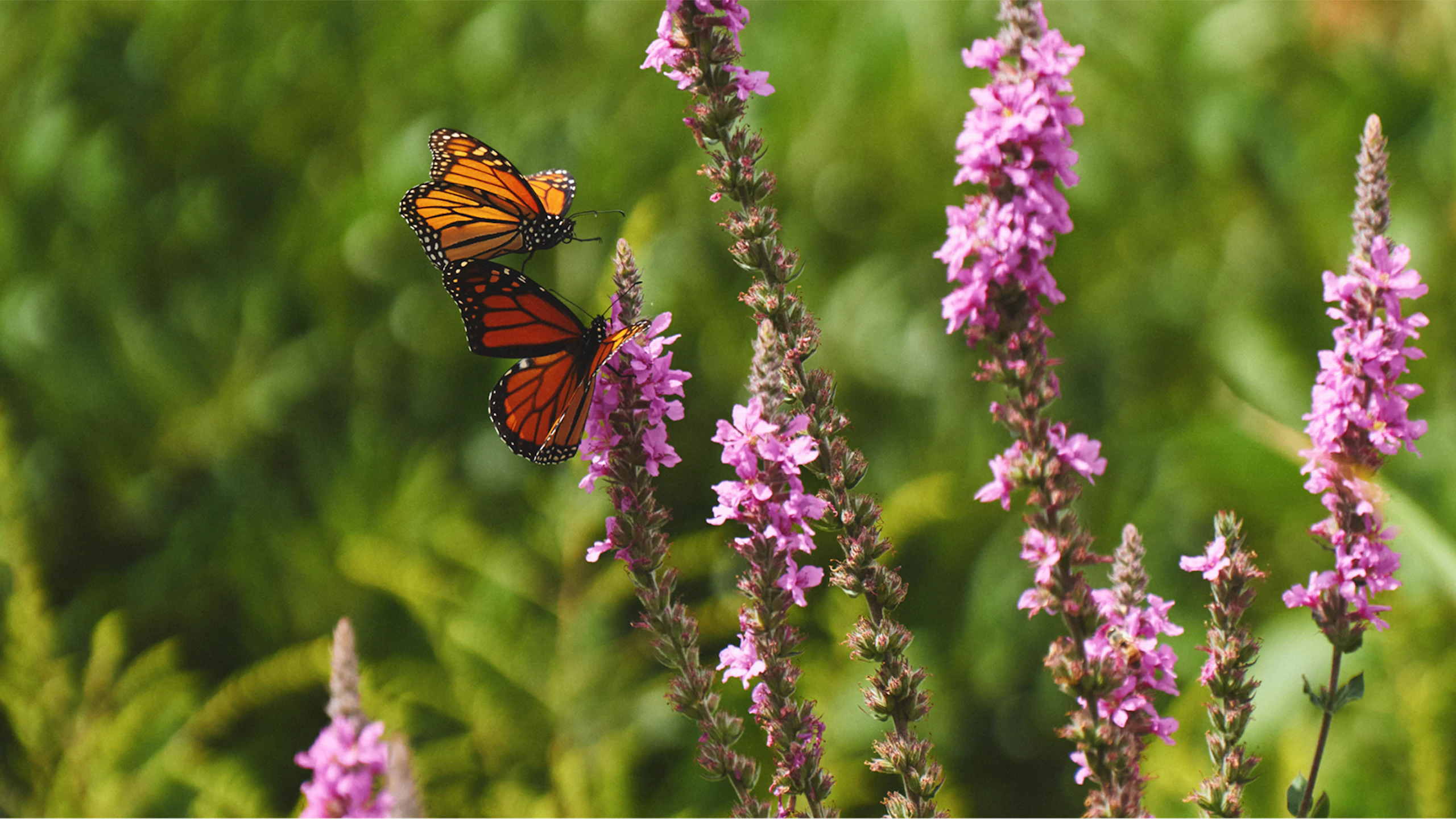 Two orange butterflies landing on pink flowers in a field of green foliage.