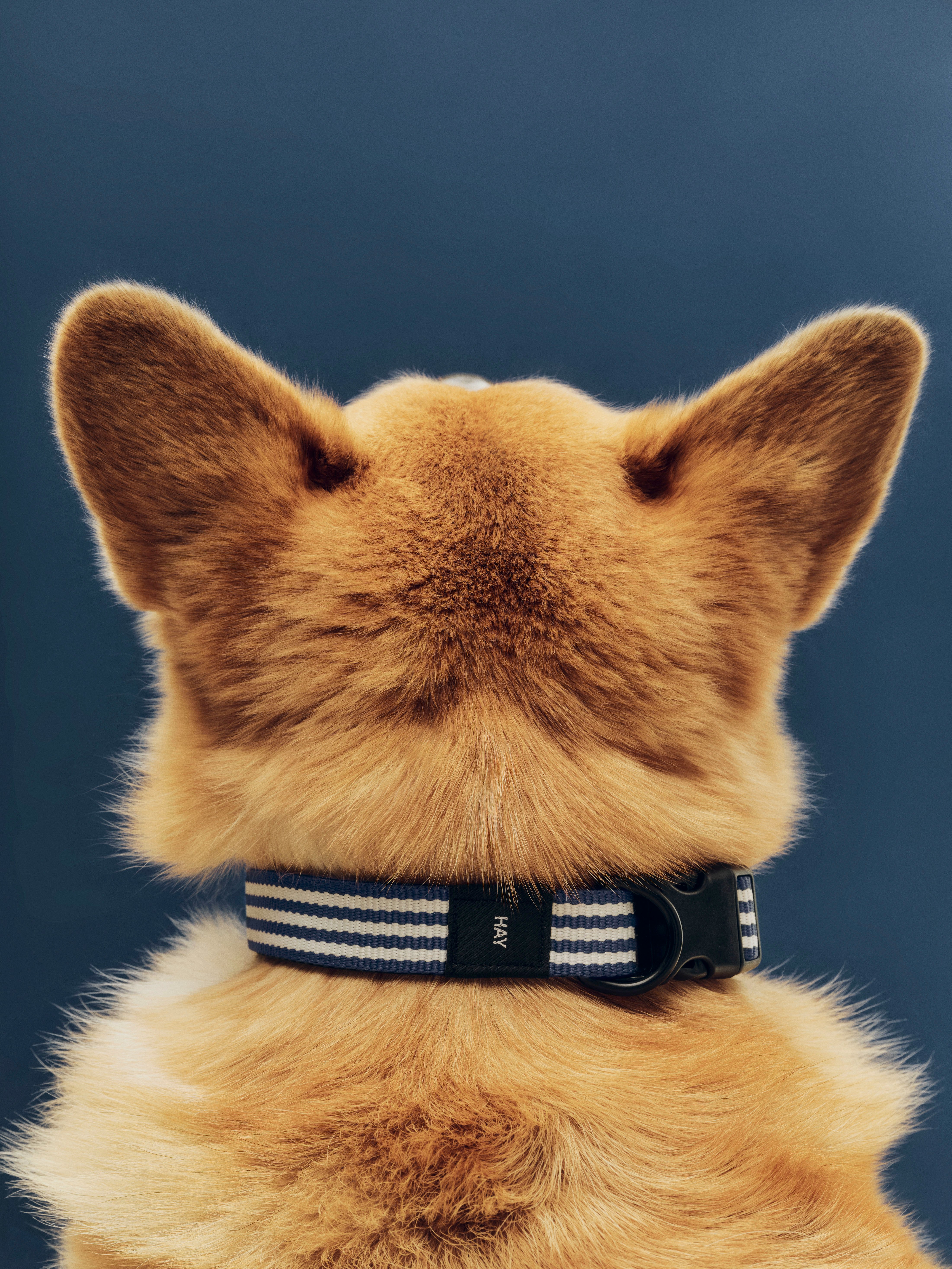 Dog Collar
