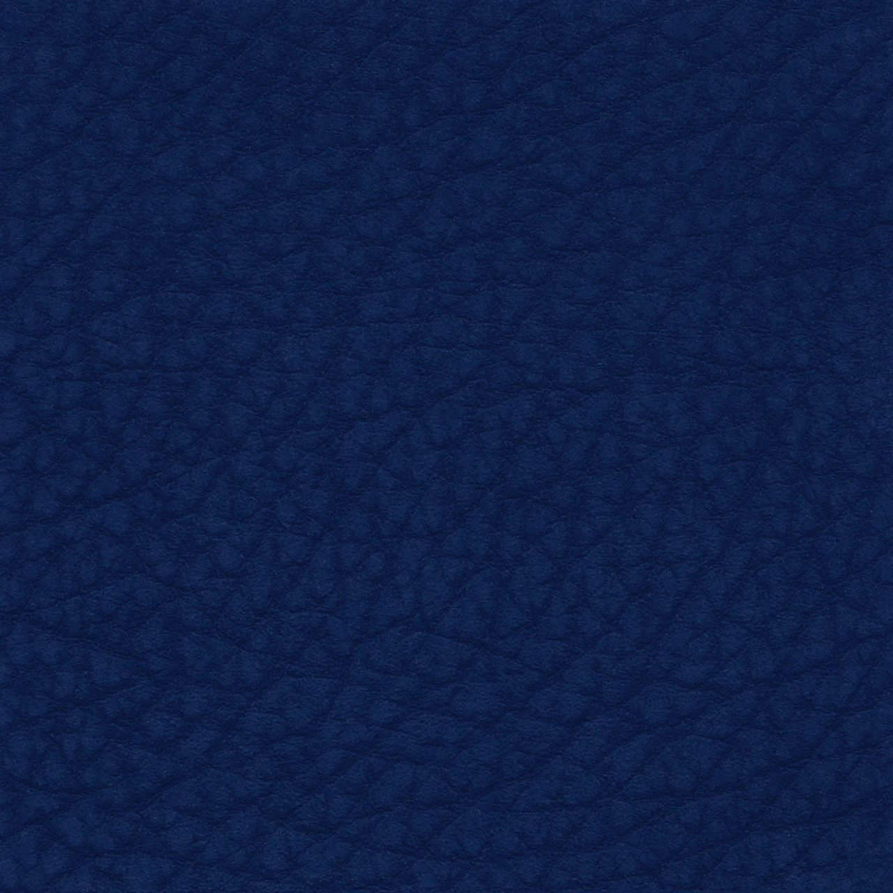 Bluebonnet