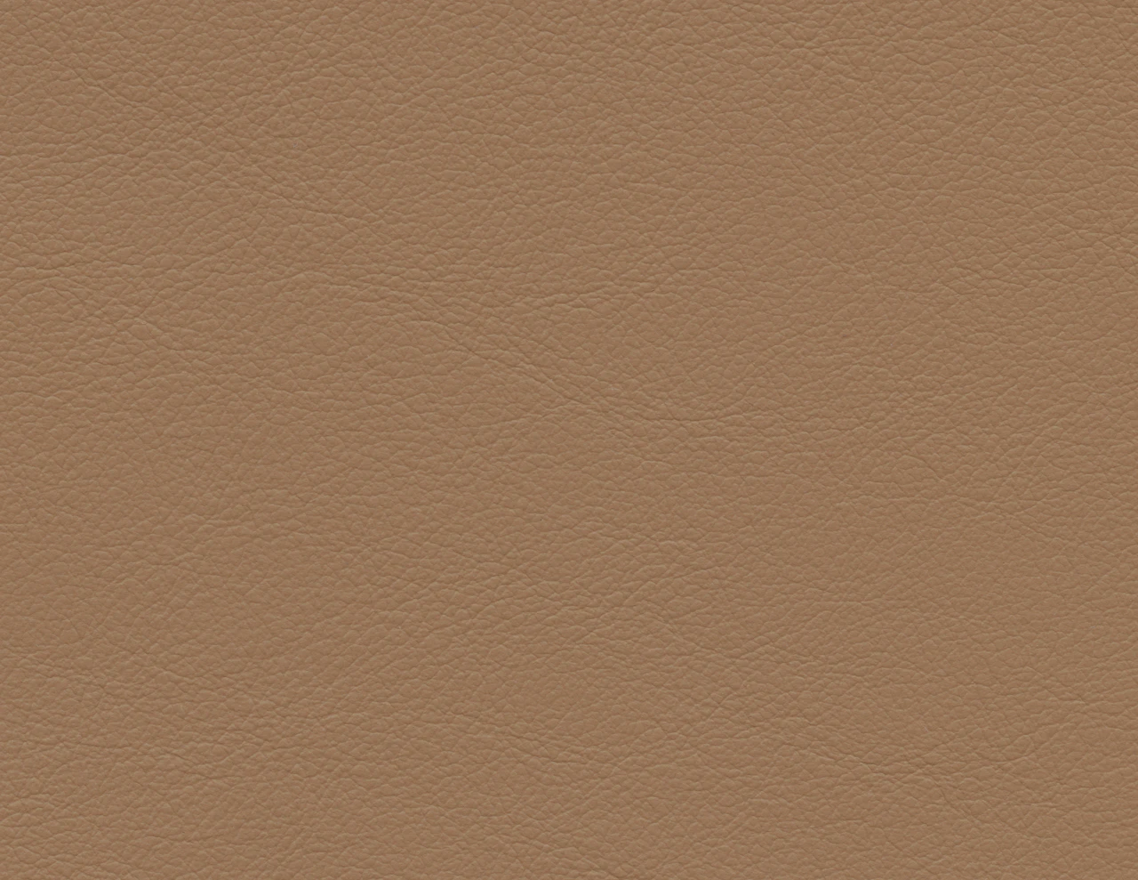 Brown Thrasher