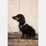 Dog Leash, Braided