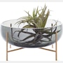 Echasse Bowl