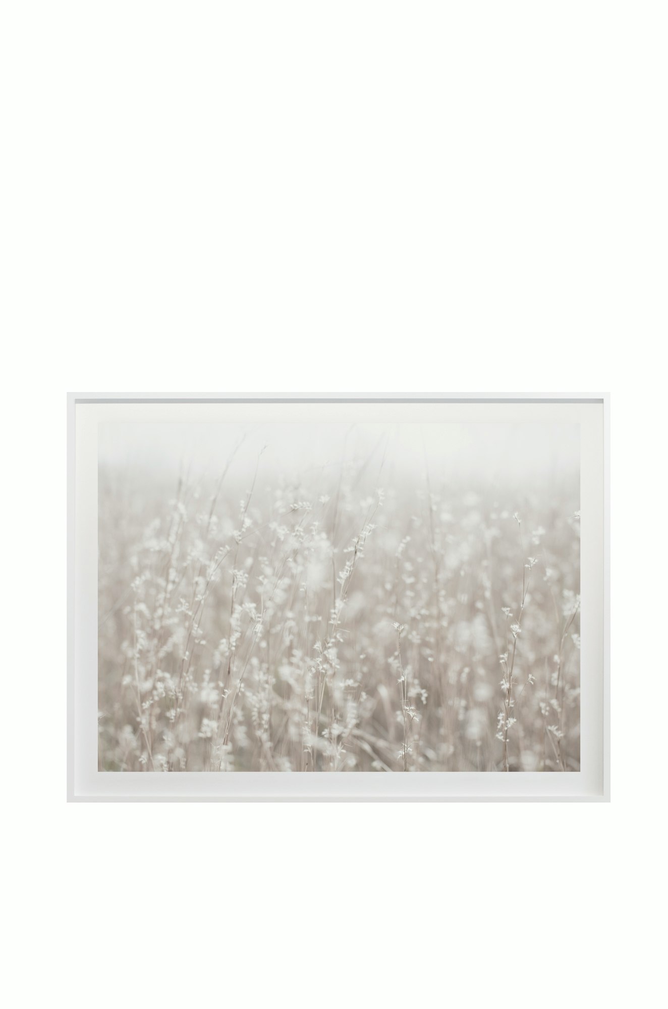 "Fields + Flora No. 5669" by Cas Friese 