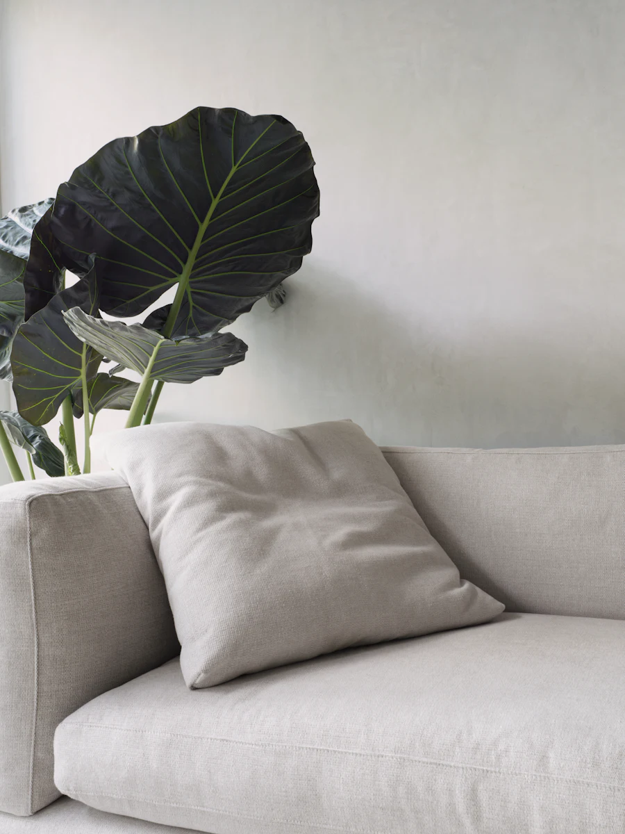 Grey sofa with large dark green tropical leaf plant
