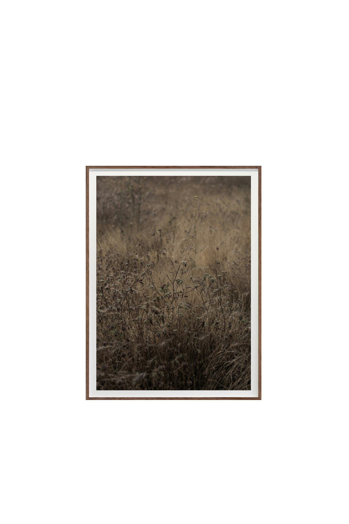 Golden No. 8836 by Cas Friese,  30 x 40,  Walnut Frame