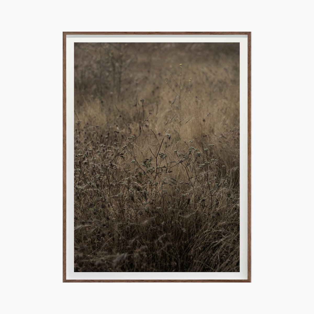 Golden No. 8836 by Cas Friese Golden No. 8836 by Cas Friese