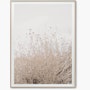 “Desert Flora No. 0996” by Cas Friese “Desert Flora No. 0996” by Cas Friese