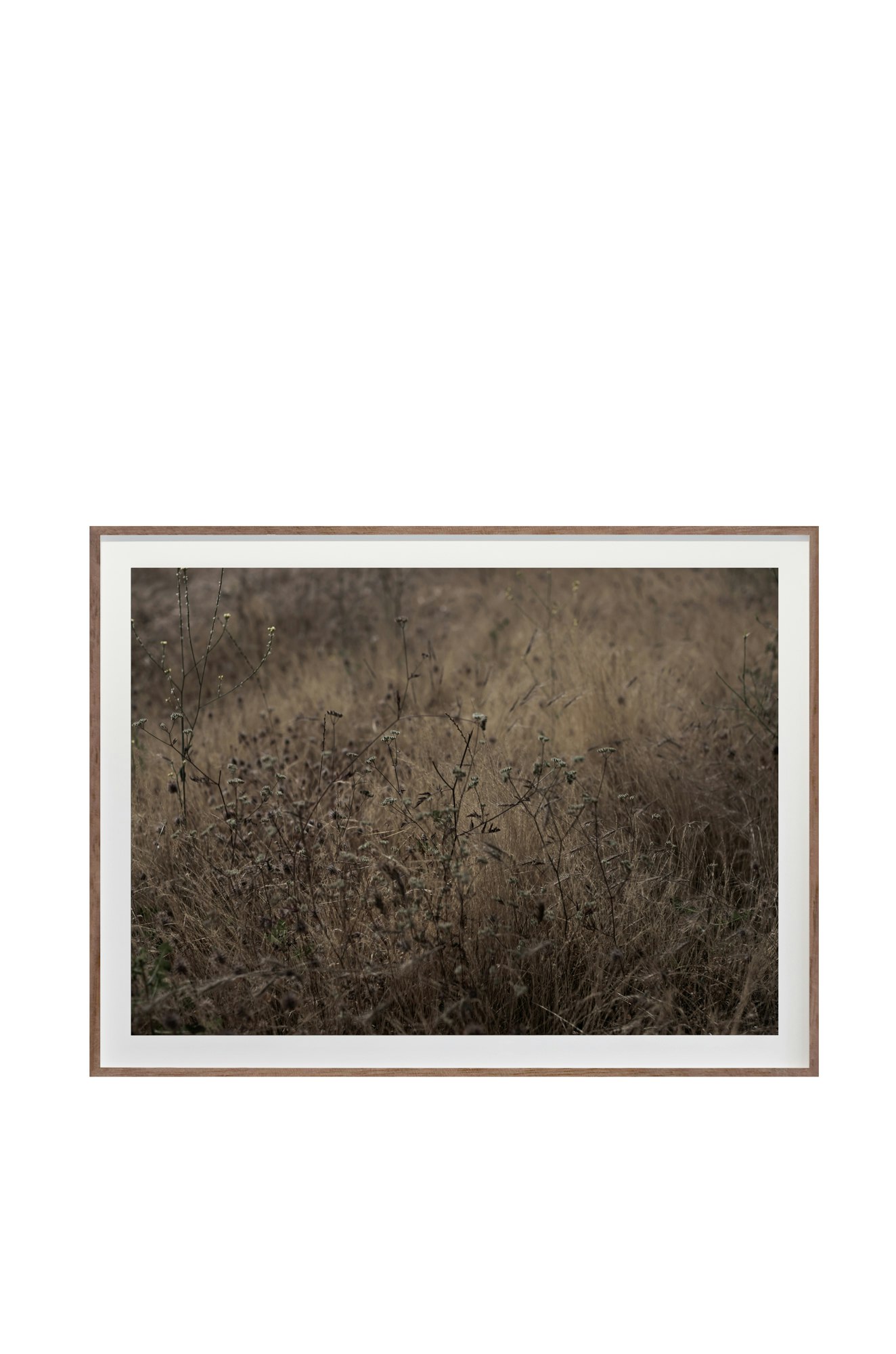 Golden No. 8835 by Cas Friese,  30 x 40,  Walnut Frame