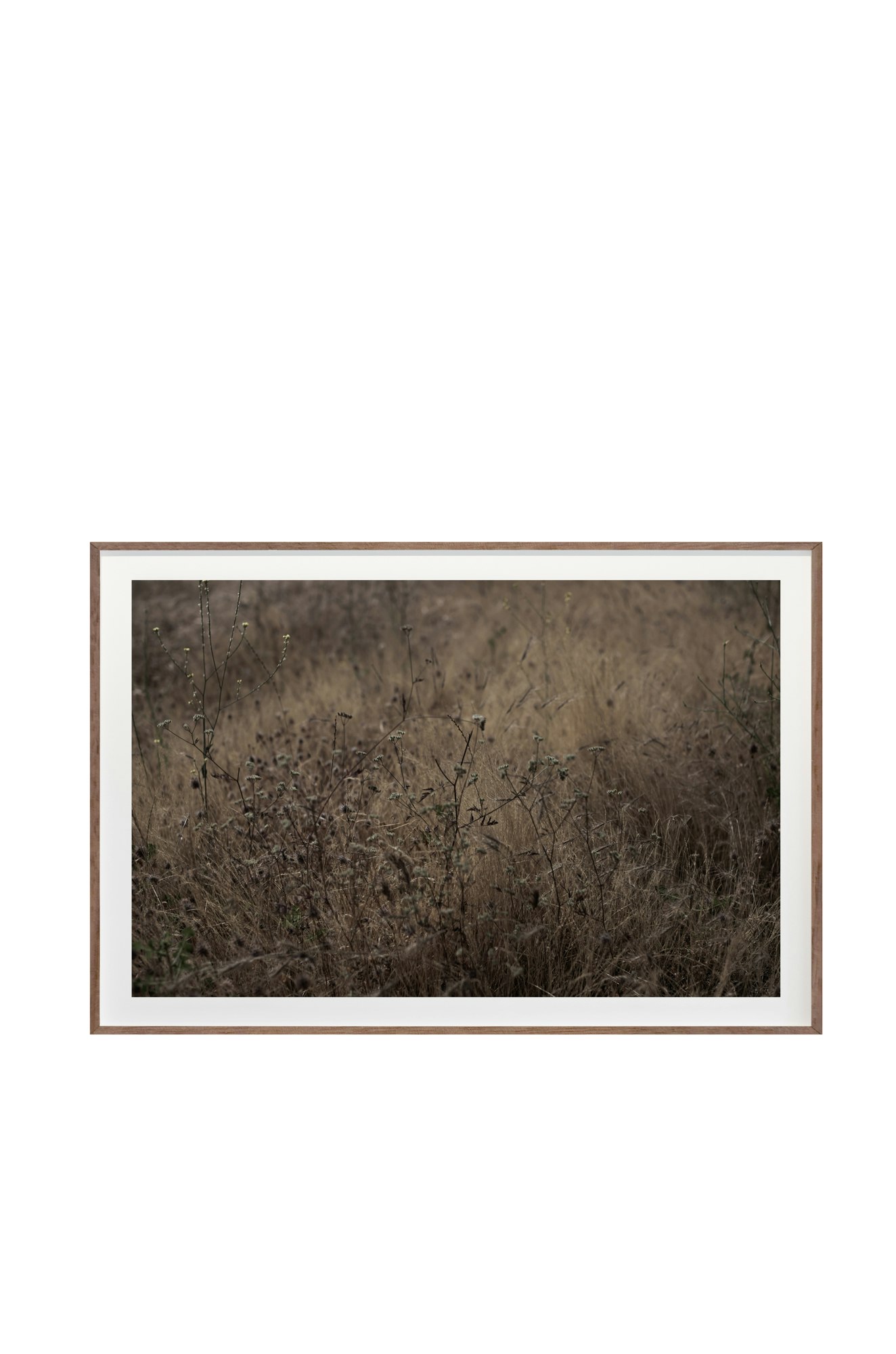 Golden No. 8835 by Cas Friese,  40 x 60,  Walnut Frame