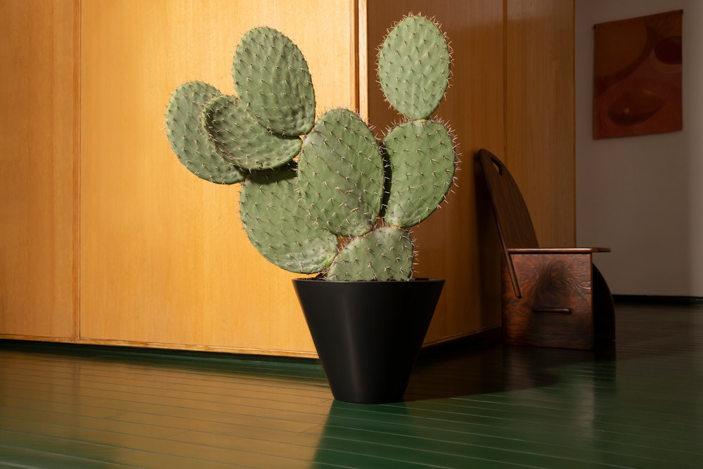 Monstruosus Planter Model Two