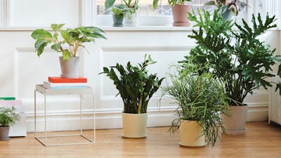 Indoor Planters