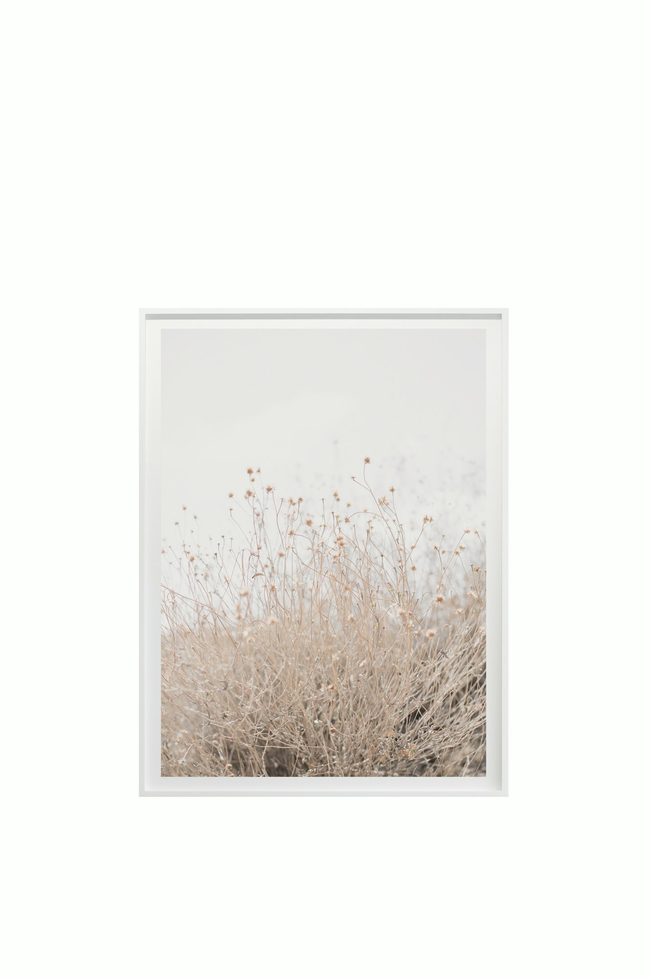&ldquo;Desert Flora No. 0996&rdquo; by Cas Friese