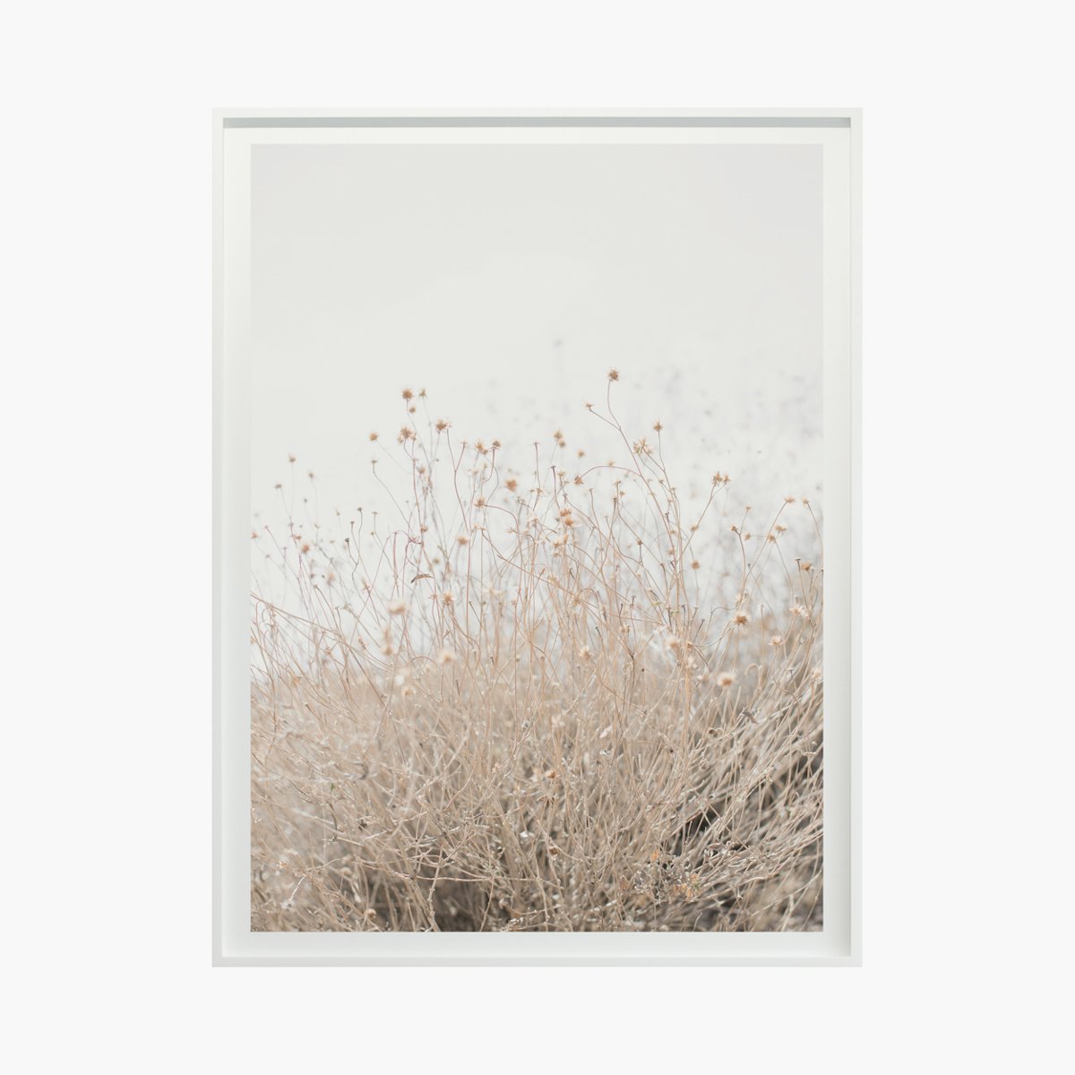 “Desert Flora No. 0996” by Cas Friese “Desert Flora No. 0996” by Cas Friese