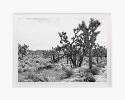 Jagged No. 3645 by Cas Friese,  30 x 40,  White Frame