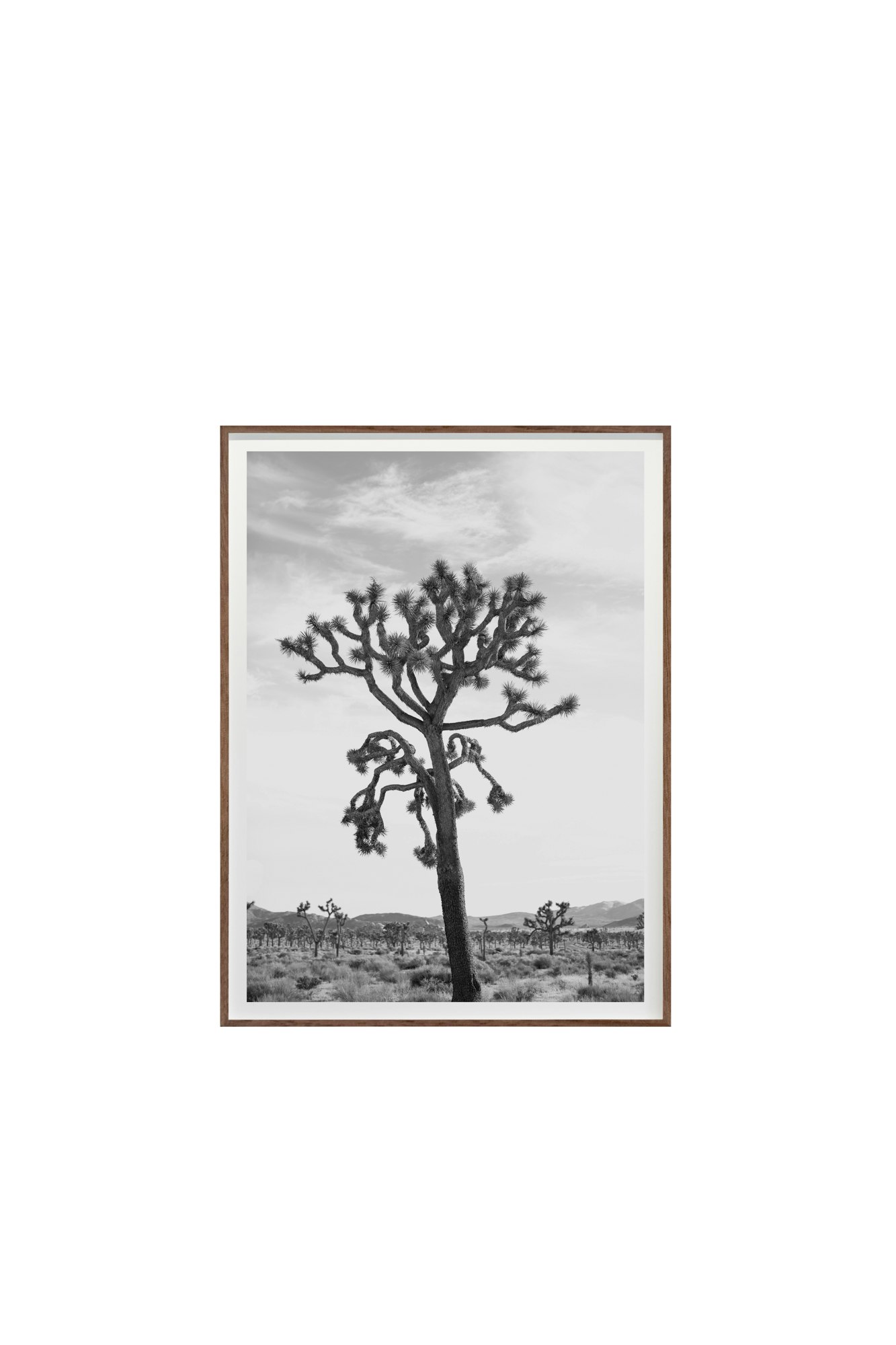 Jagged No. 3651 by Cas Friese,  30 x 40,  Walnut Frame